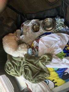 Handsome Boy For Sale