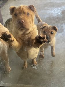 Chinese Shar Pei puppies
