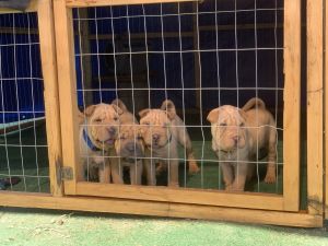 Shar Pei puppies