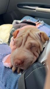 Shar pei albino