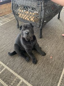 Chinese shar pei