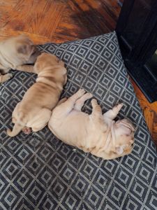 Puppy Shar pei