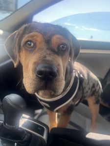 Mini Hippo- Shar pei and Cocker spaniel mix
