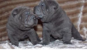 Akc Reg Beautiful Blue Chinese Shar-pei Puppies