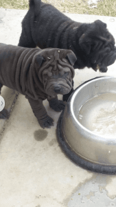 Sharpei Puppies