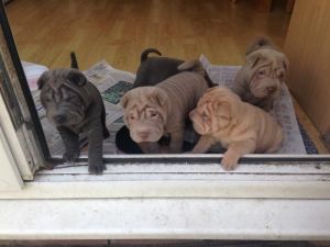 AKC Shar Pei Puppies