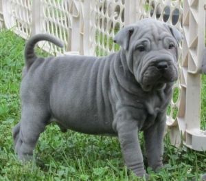 Chinese Shar-pei Puppies For Sale