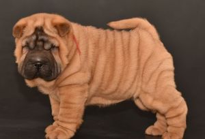 Chinese Shar-pei puppies ***