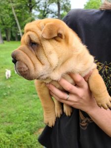 Red male sharpei