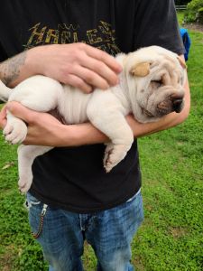 Cream male sharpei