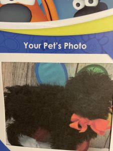 Great family dog very energetic