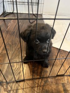 2 month old male chipoo