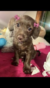 Mocha Chi Poo Puppy 13 weeks!
