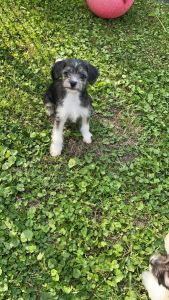 Chipoo puppies Females