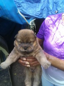 Chow puppies