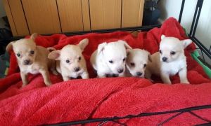 Stunning Chi-poo Puppies
