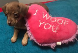 Cute Chiweenie female