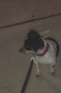 Puppy for sale 6 months