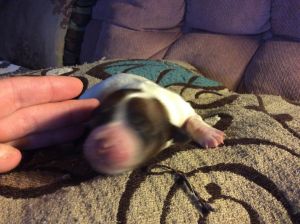 2 FEMALE CHIWEINNIES