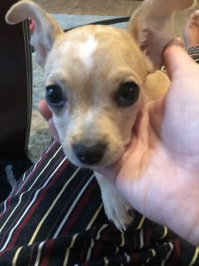 10 week old female Chiweenie