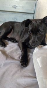 Looking to rehome baby chiweenie