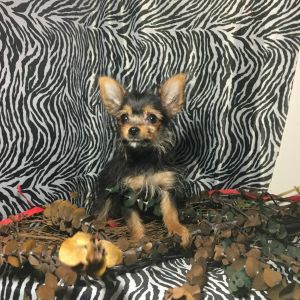 Chorkie / Yorkie