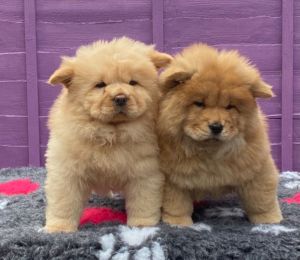 Chow chow puppies set to go: Text: *** for more info