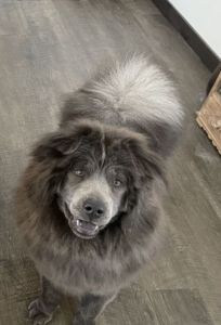 Blue female chow chow 1 year olf