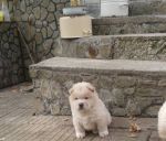 Chow Chow Puppies for Adoption