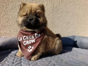 Chow chow puppy