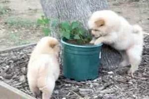 Registered Chow Chow puppies for sale