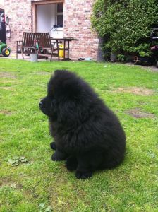 Chow Chow Puppies
