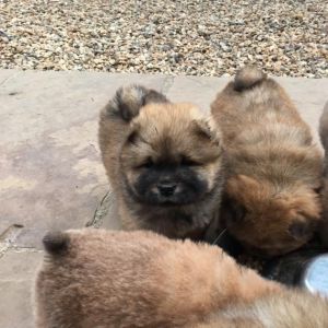 Kc Registerd Chow Chow Puppys