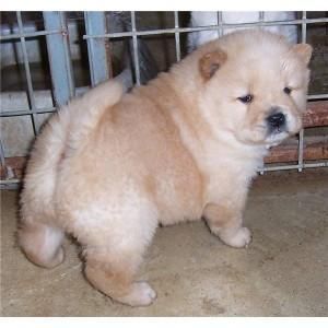 Chow Chow Puppies