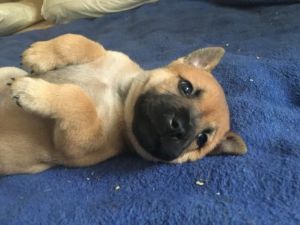 smoth cream chow chow puppty