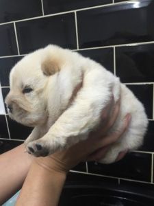 Kc Registered Chow Chow Pups
