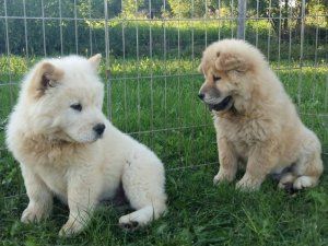 Amazing Chow Chow Puppies For Sale