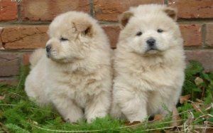 Stunning Akc Chow Chow Boy For Sale