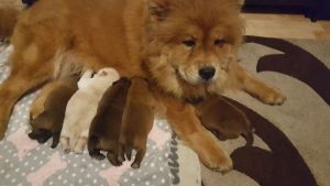 chow chow puppies