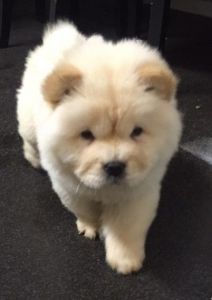 Chow Chow Puppies