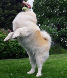 Kc Registered Beautiful Chow For Studding