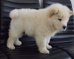 Cream Chow Chow Girl
