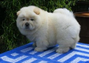 Beautiful Chow Chow Puppies For Sale