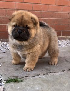 Kc Registered Chow Chow Puppies