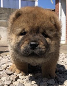 Chunky Kc Registered Chow Chow Puppies