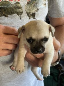 Chihuahua/ Pug puppies