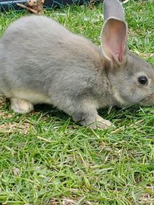 9 week old bunnies