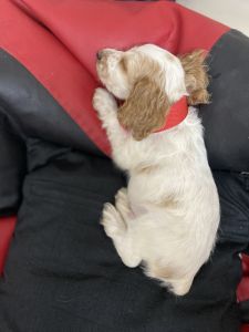 Selling my own Crocker spaniel pet 47 days only male.moving to hometow