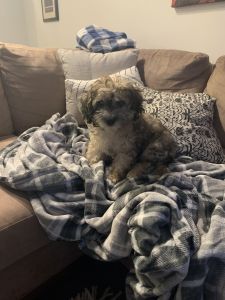 Beautiful and healthy 3-month old cockachon for sale!