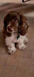 9 month old male puppy for sale